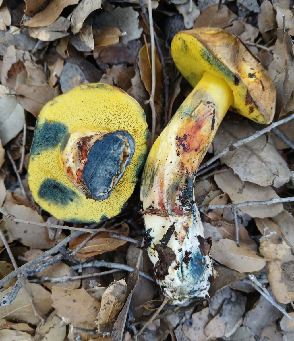 Cyanoboletus mediterraneensis