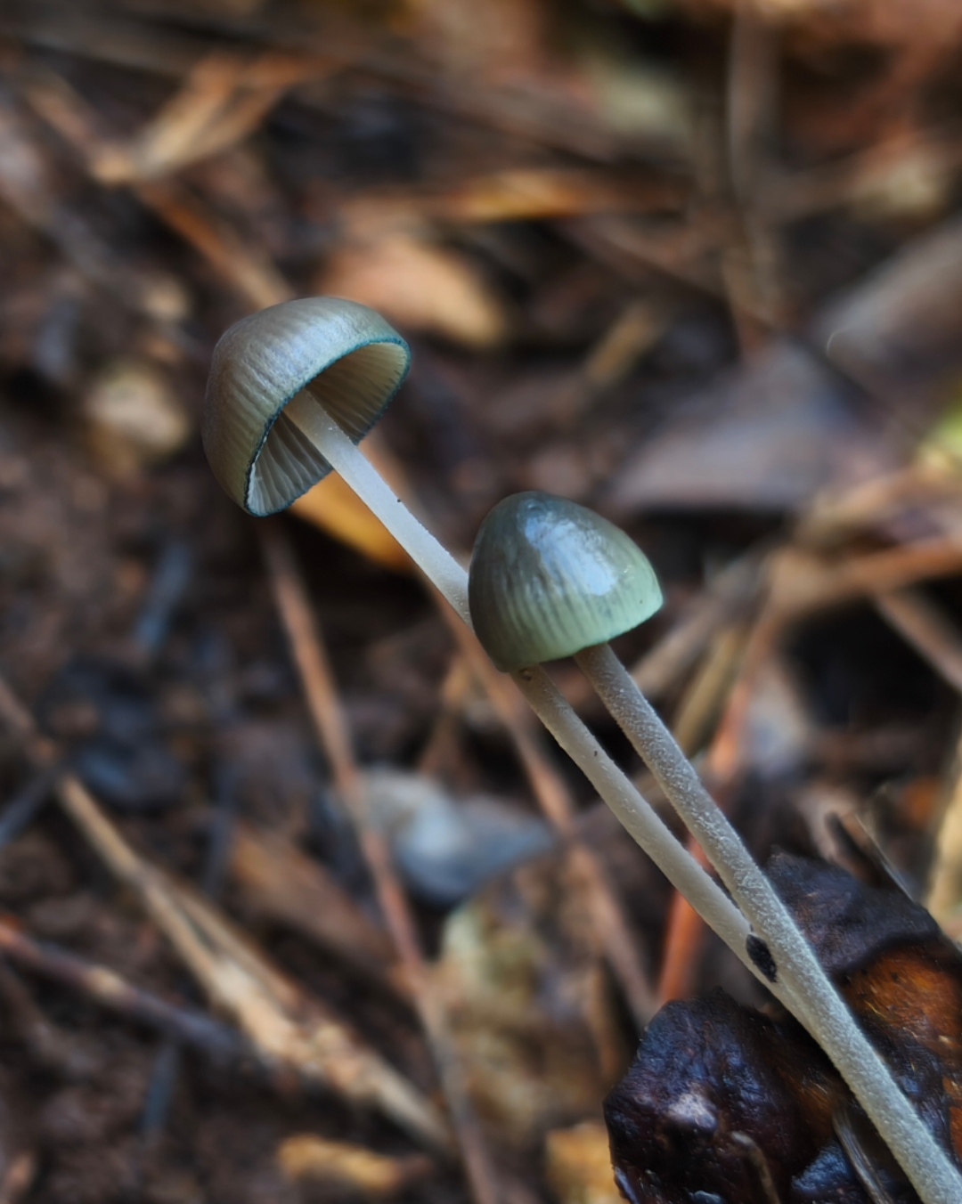 Mycena amicta 