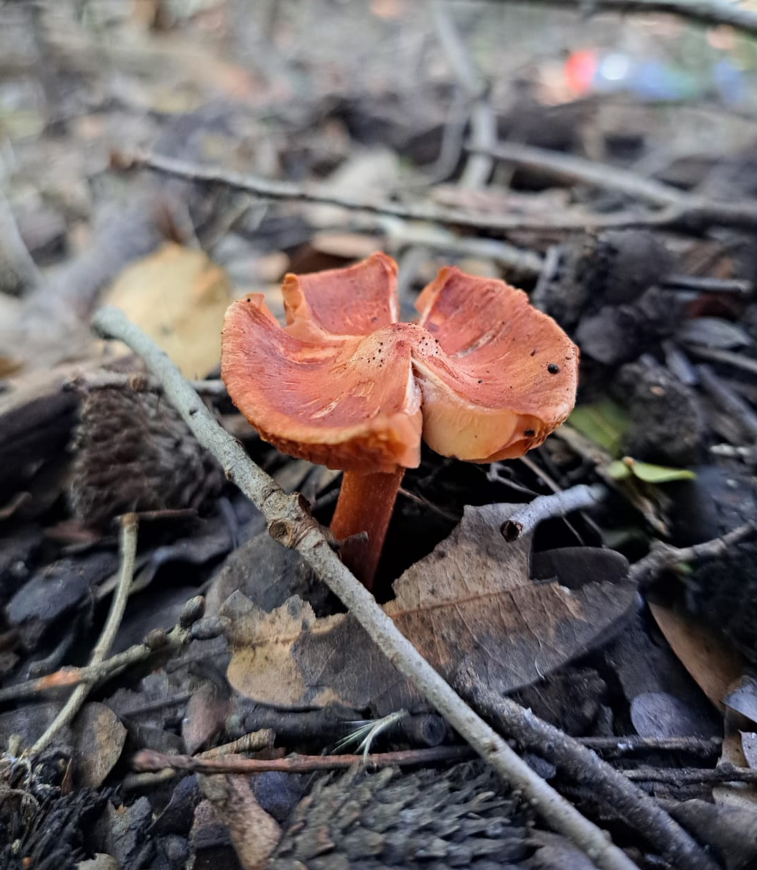 Inocybe patouillardii / Inocybe erubescens