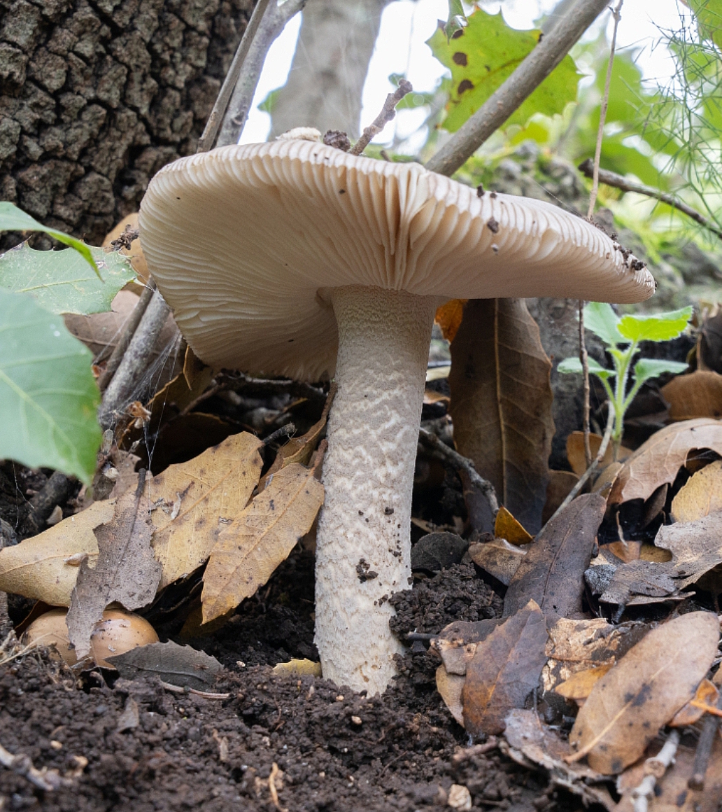 Amanita exilis
