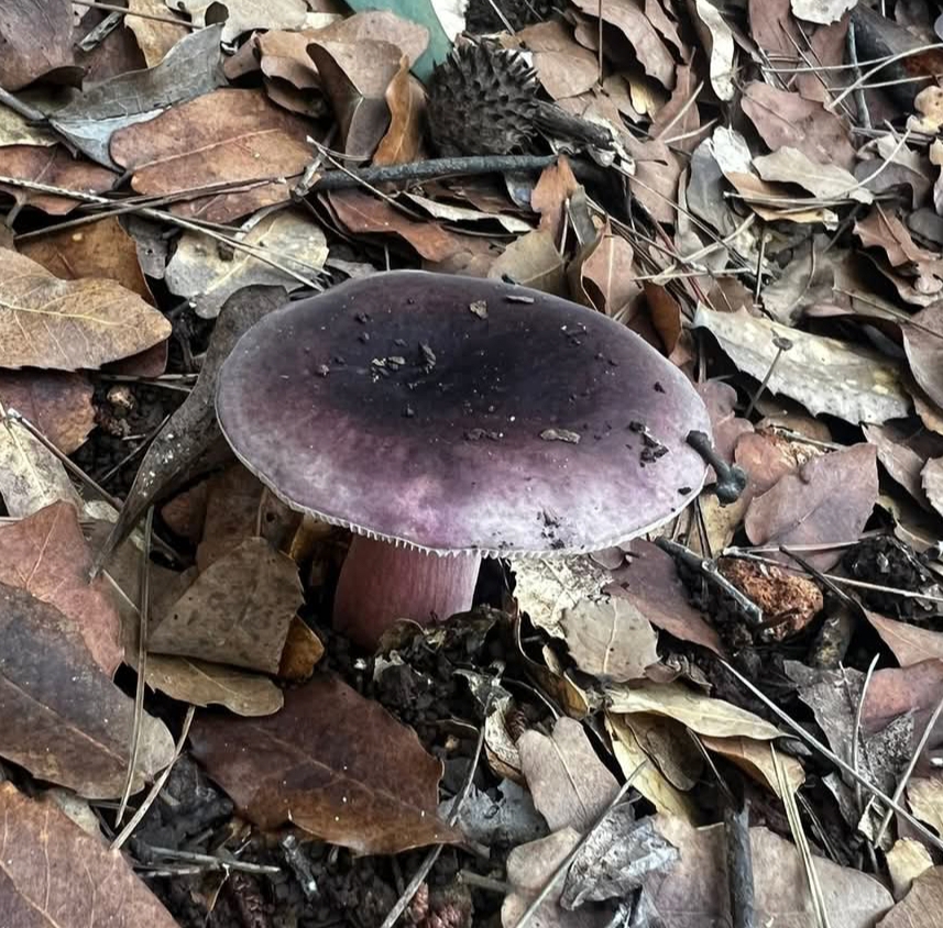 Russula sardonia