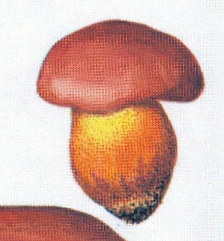 Boletus reichertii