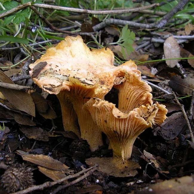 Cantharellus alborufescens