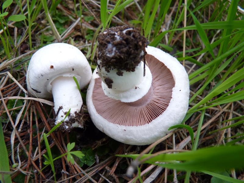 Agaricus campestris