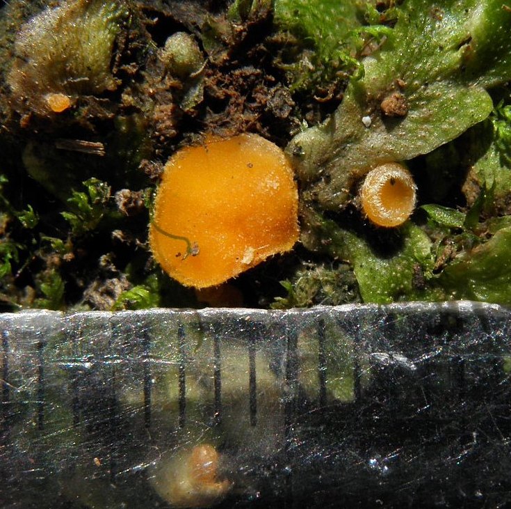 Cheilymenia theleboloides