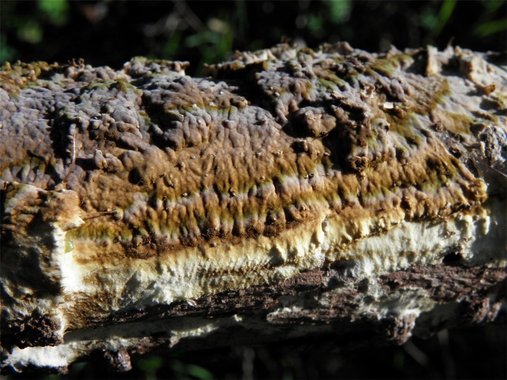Coniophora puteana