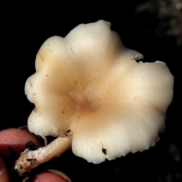 Clitocybe fragrans