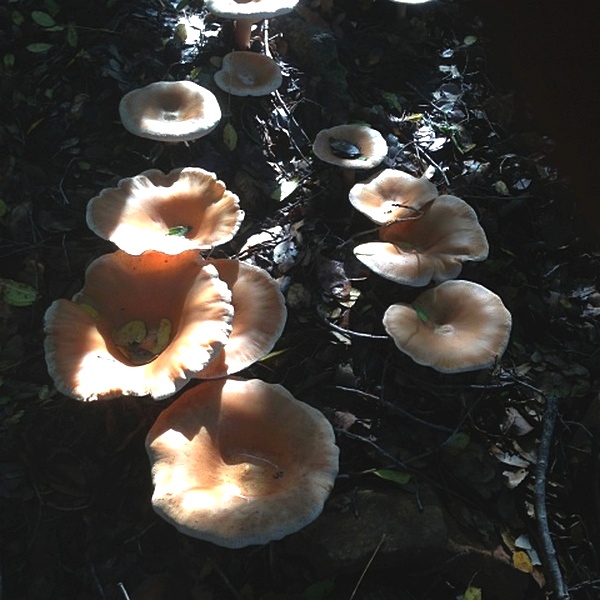 Clitocybe maxima / C. gibba var. maxima