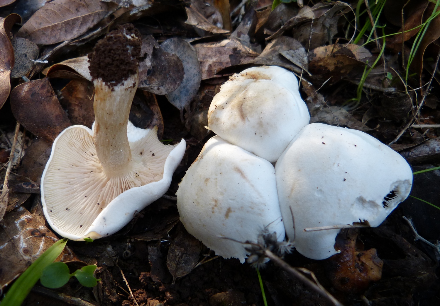 Clitocybe phyllophila / Collybia phyllophila