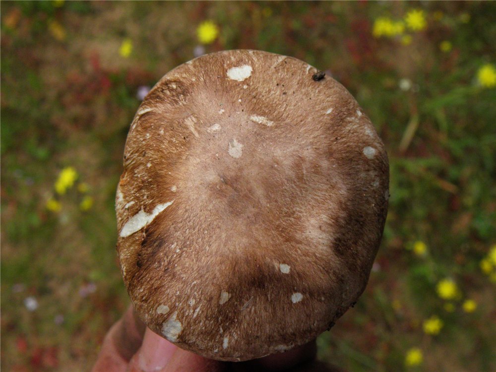Agaricus cupreobrunneus