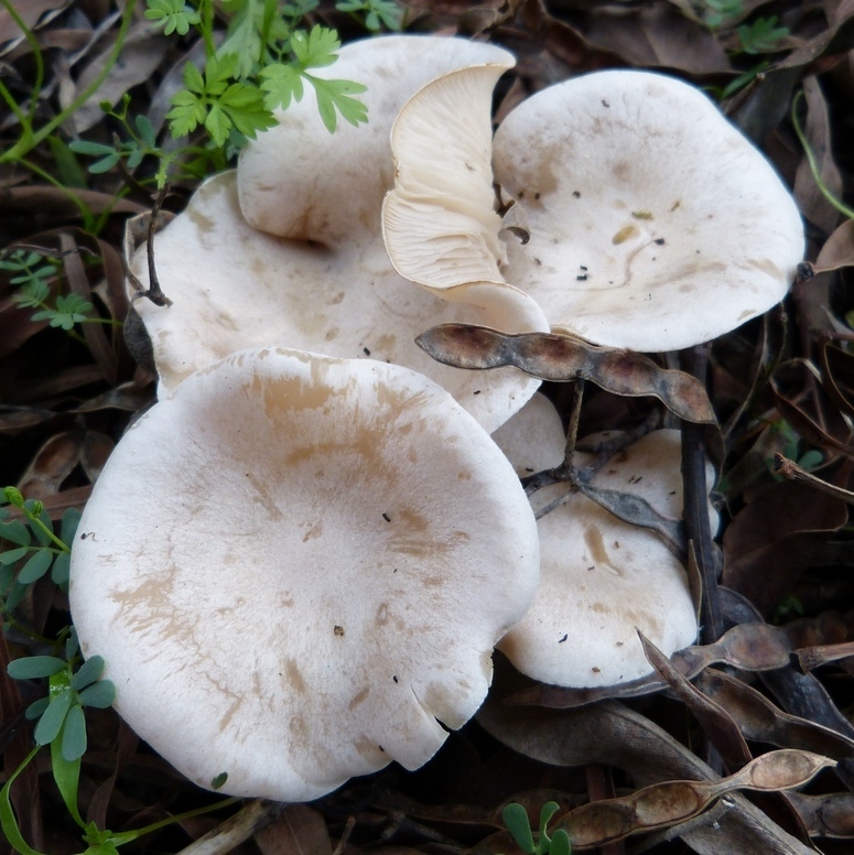 Clitocybe rivulosa / Collybia rivulosa