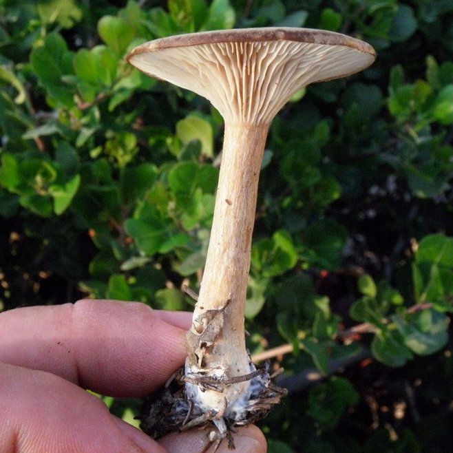 Clitocybe squamulosa / Infundibulicybe squamulosa