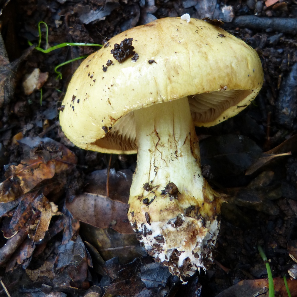 Cortinarius elegantissimus / auroturbinatus
