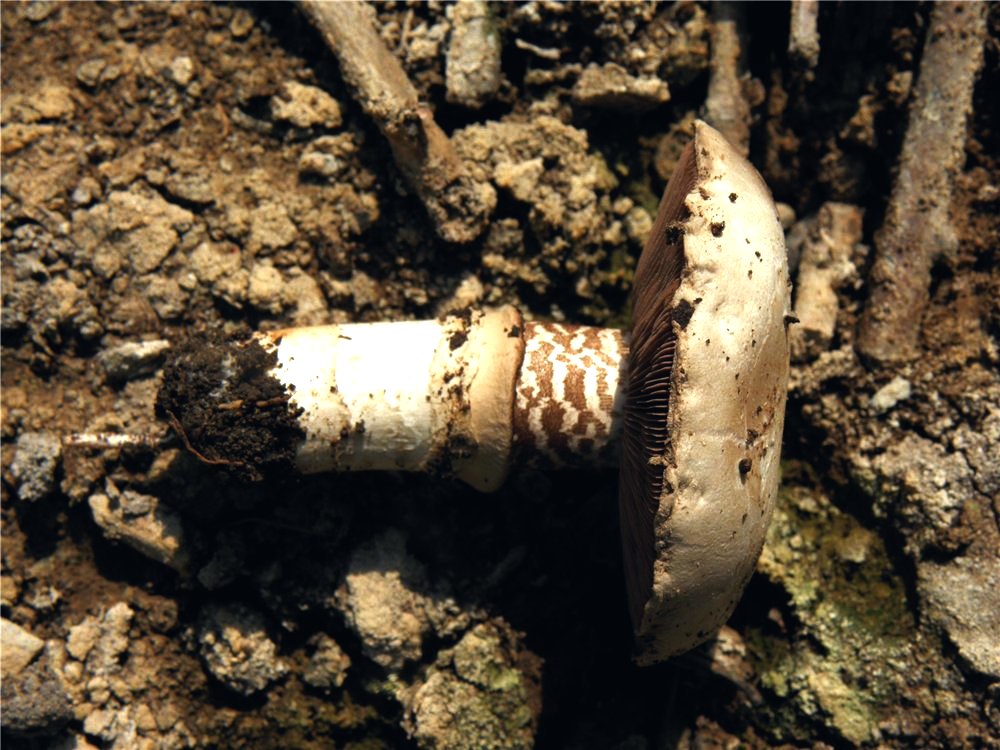 Agaricus pequinii 