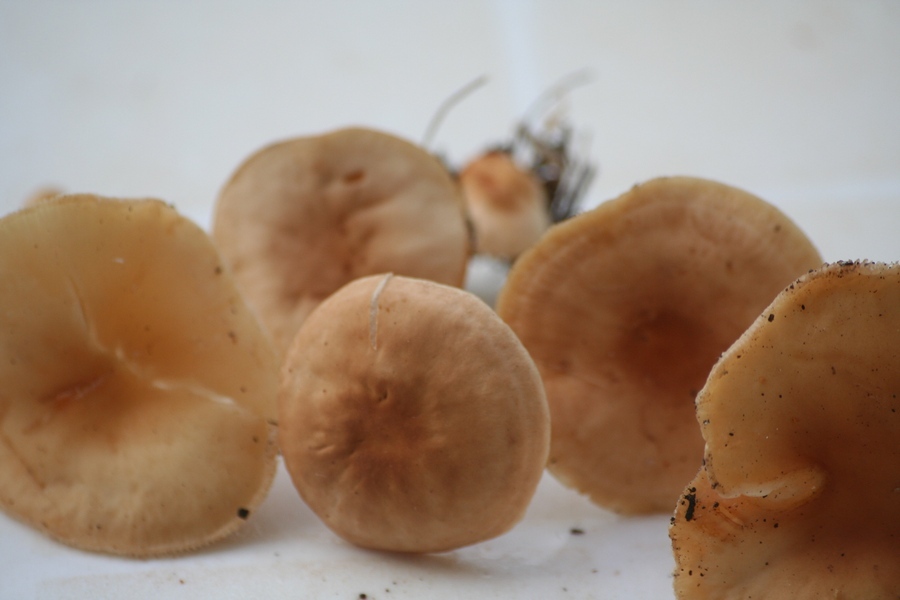 Gymnopus dryophilus