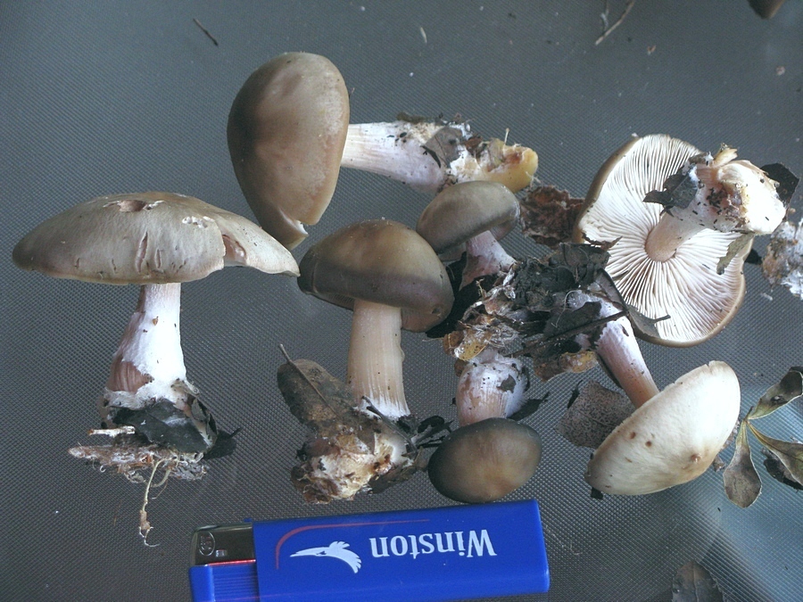 Rhodocollybia butyracea f. asema