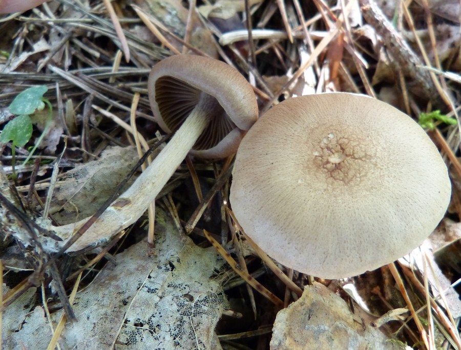 Gymnopus peronatus