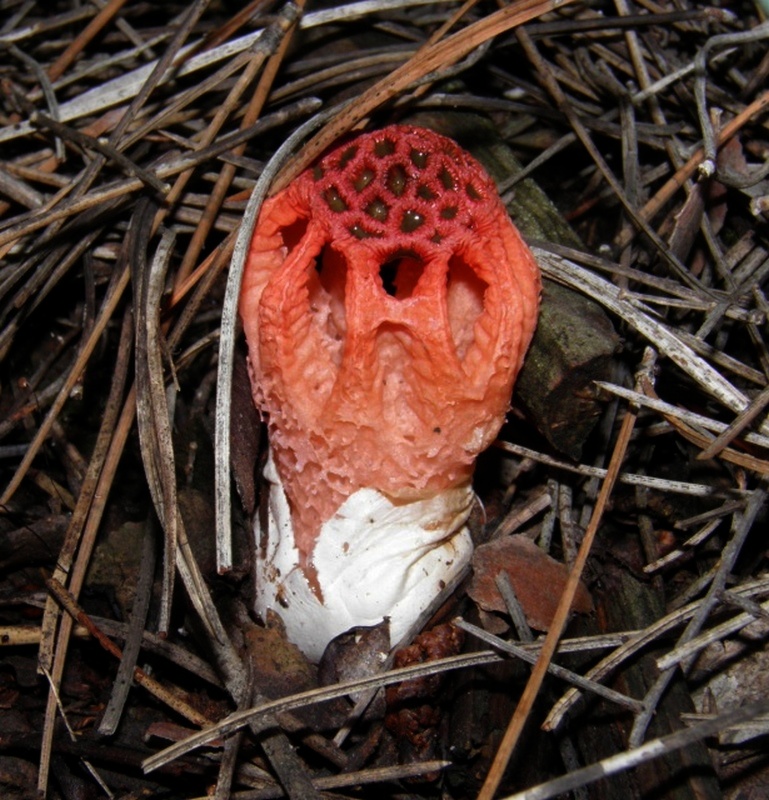 Colus hirudinosus