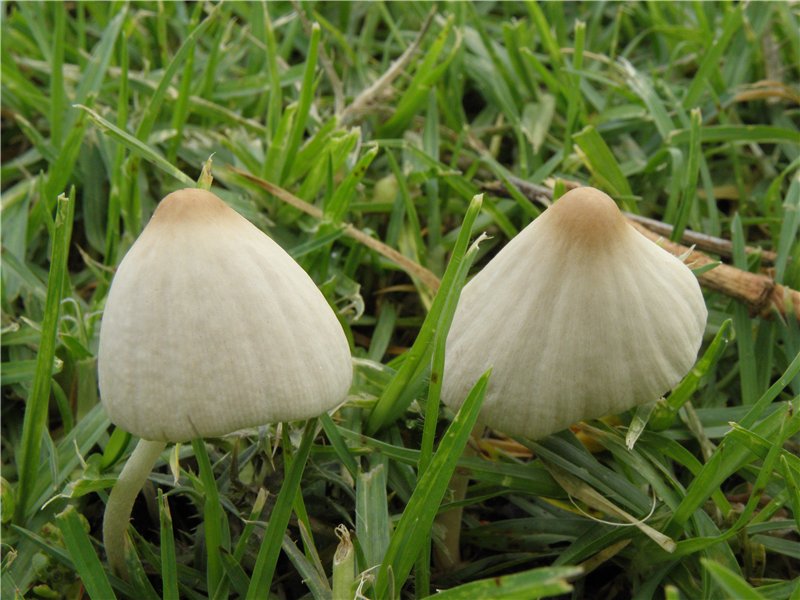 Conocybe lactea / apala