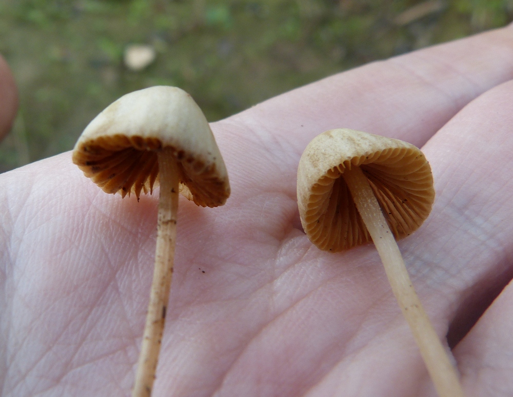 Conocybe siliginea
