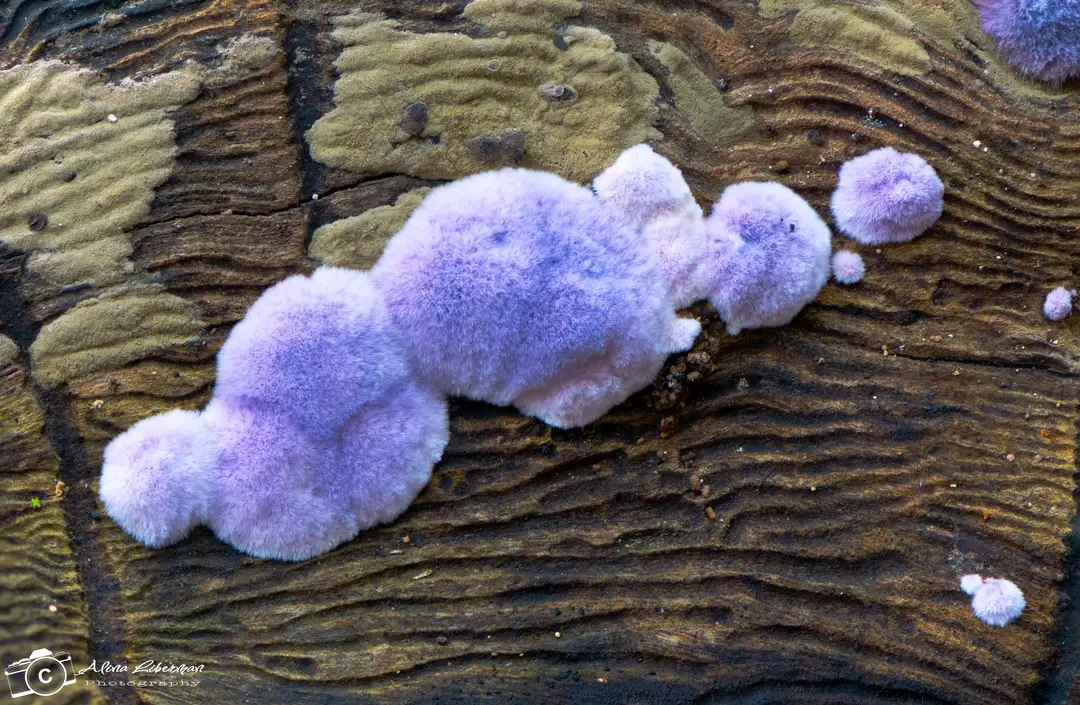 Hypochnella violacea