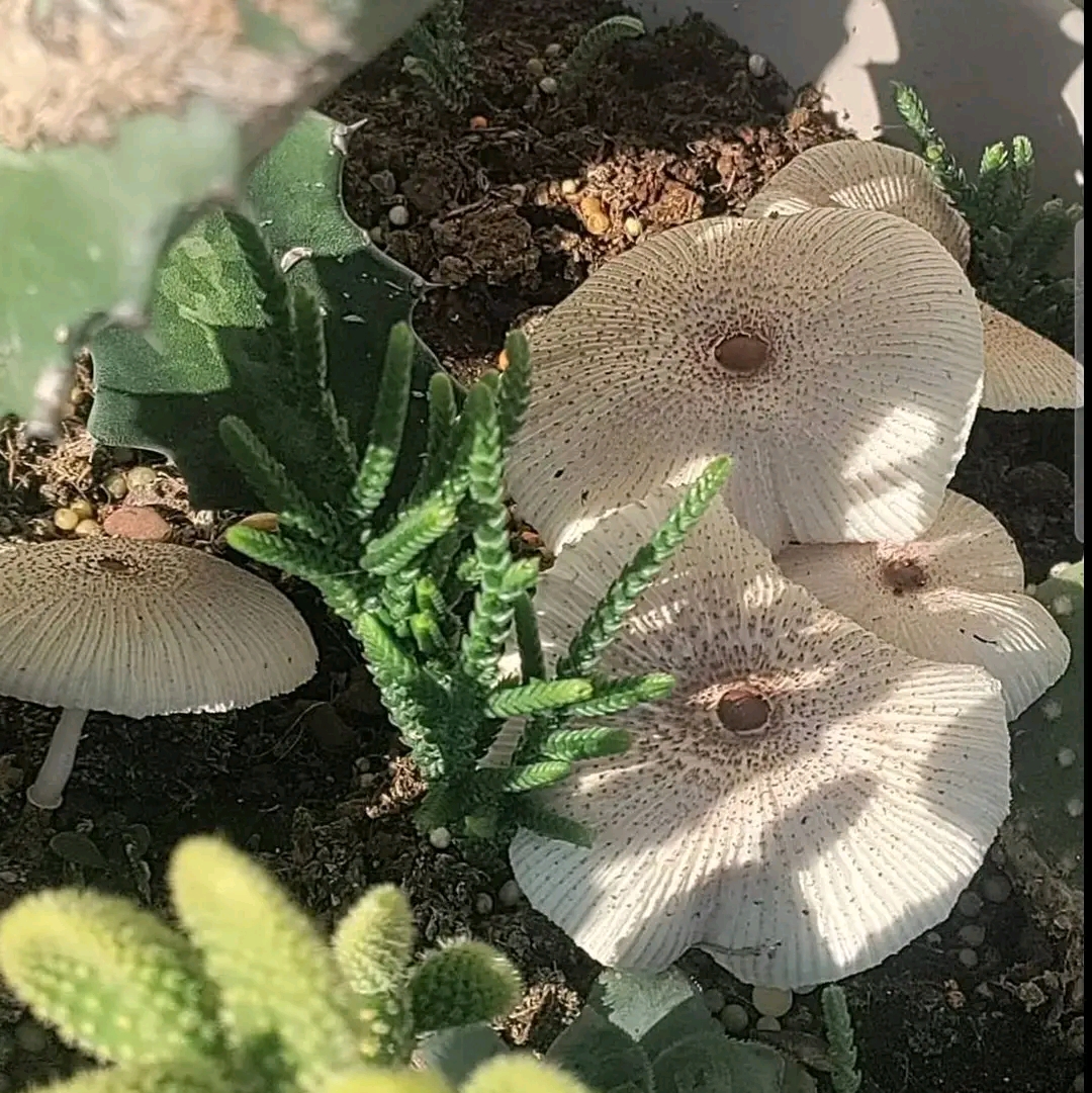Leucocoprinus brebissonii