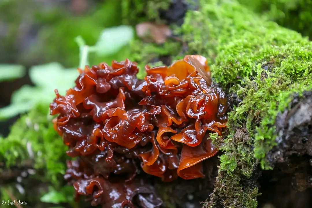 Tremella fimbriata / foliacea