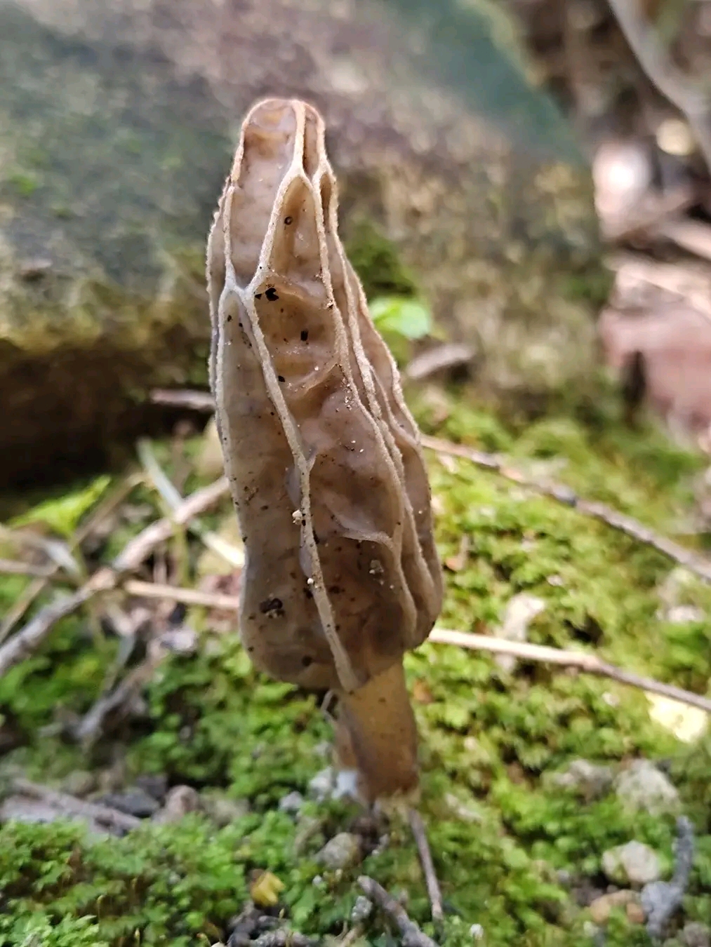 Morchella anatolica
