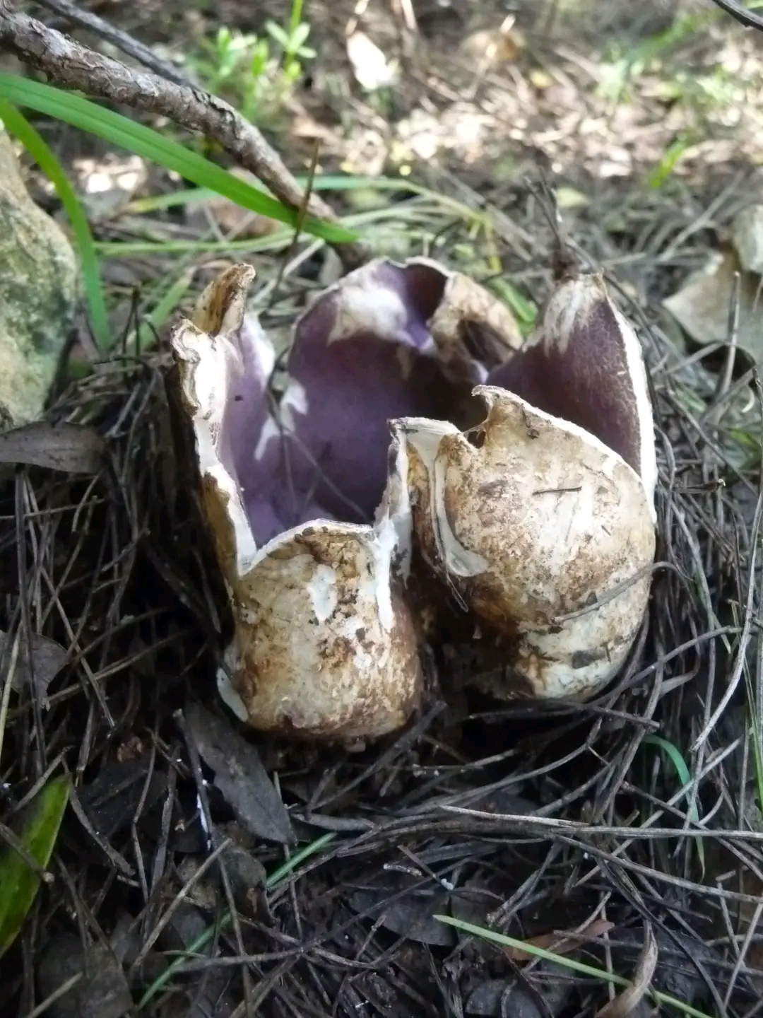 Sarcosphaera coronaria