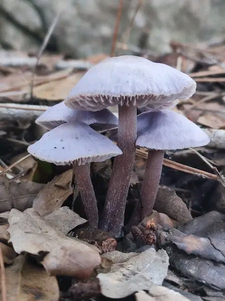 Mycena pura