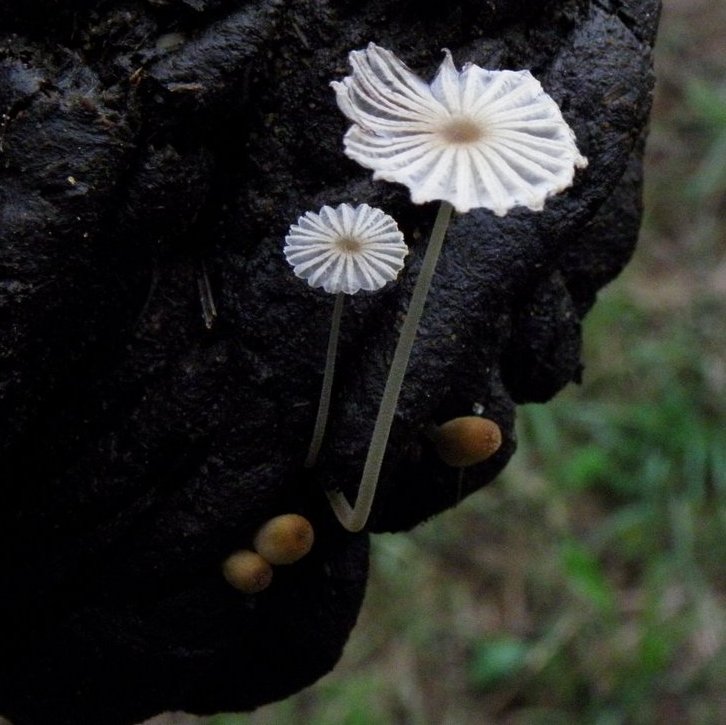 Coprinellus heptemerus / Coprinus heptemerus