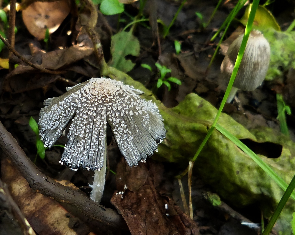 Coprinellus radians / Coprinus radians