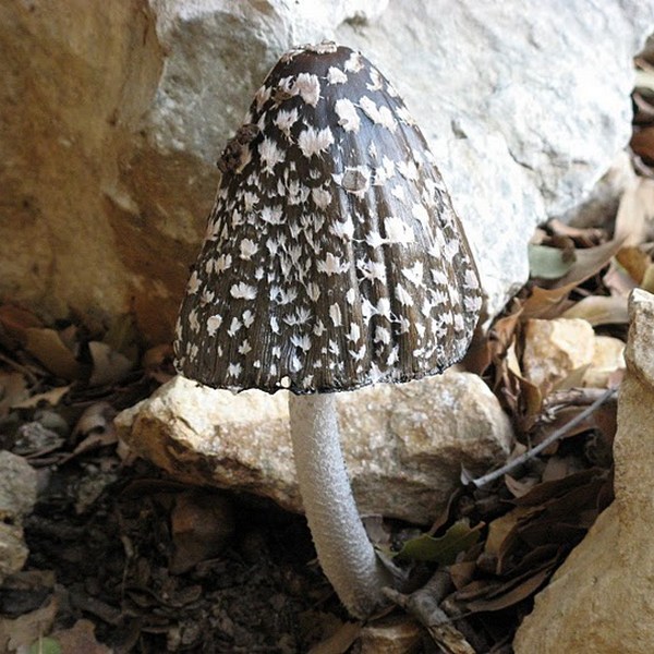 Coprinopsis picacea / Coprinus picaceus
