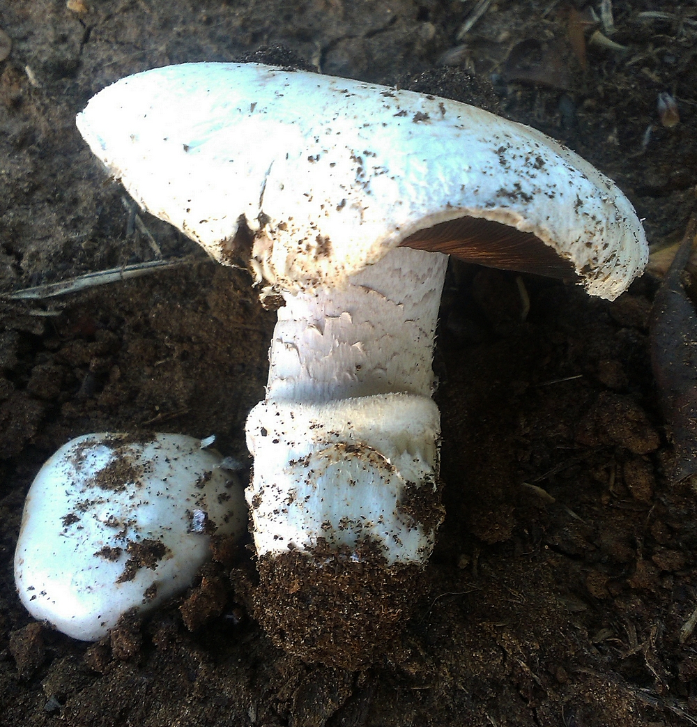 Agaricus gennadii var. microsporus