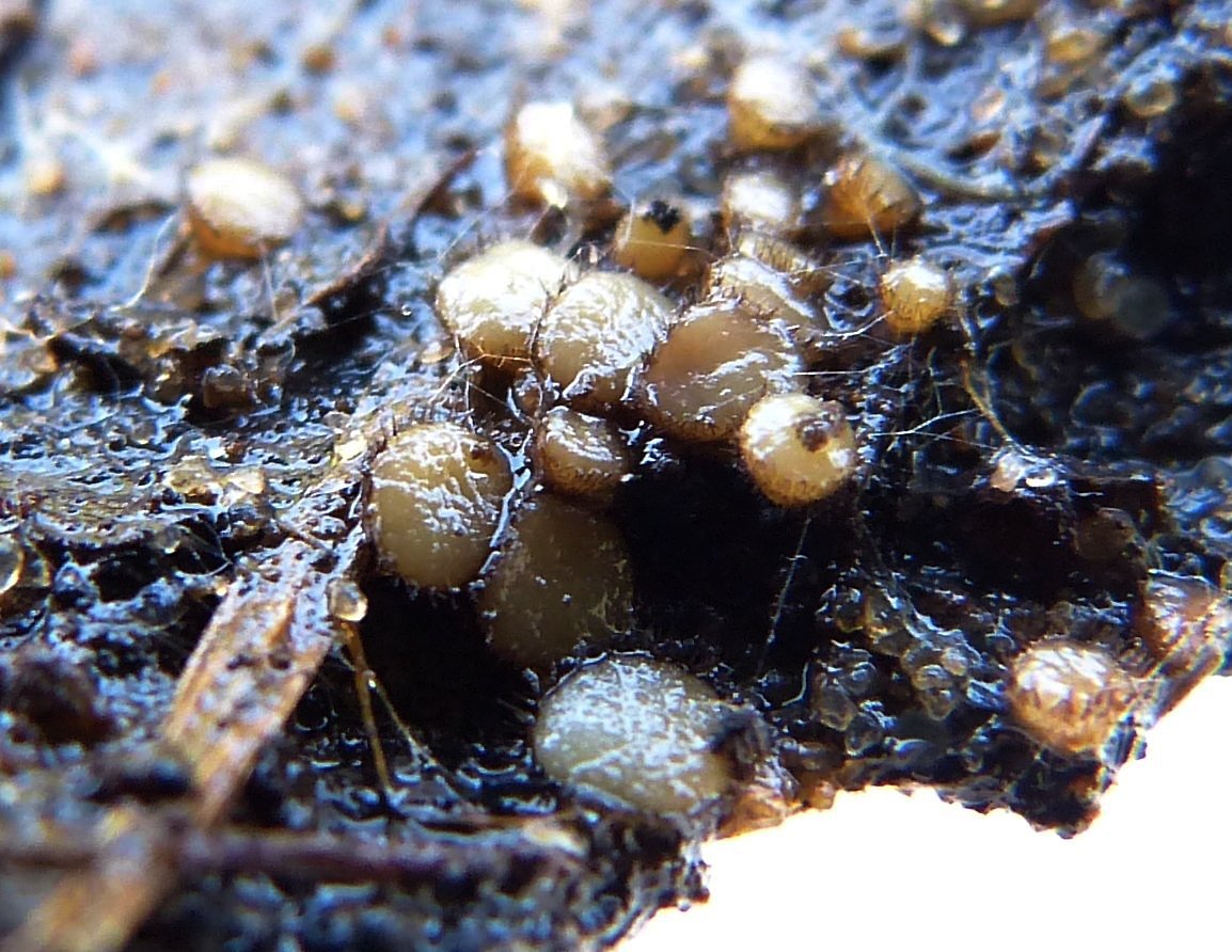 Paratrichophaea sp. 1