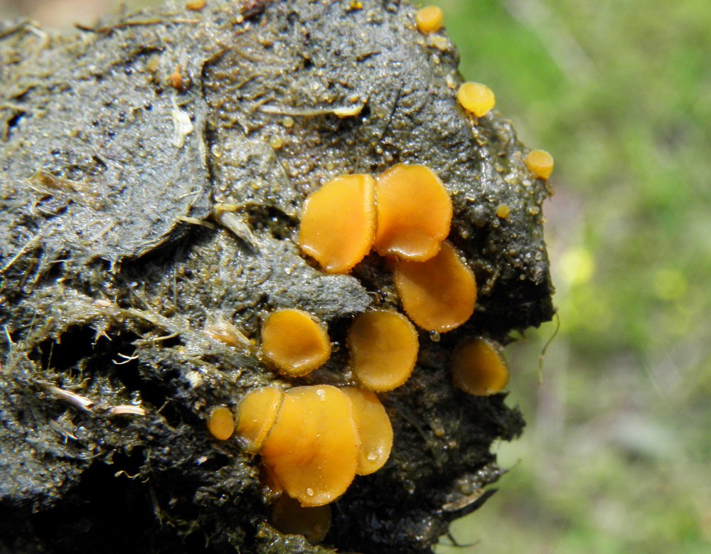 Coprobia granulata