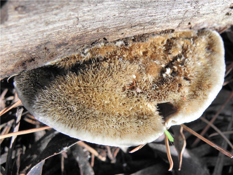 Coriolopsis gallica / Polyporus gallicus