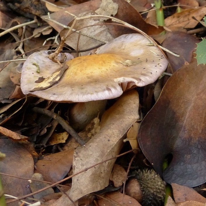 Cortinarius azureus / Cortinarius anomalus var. azureus