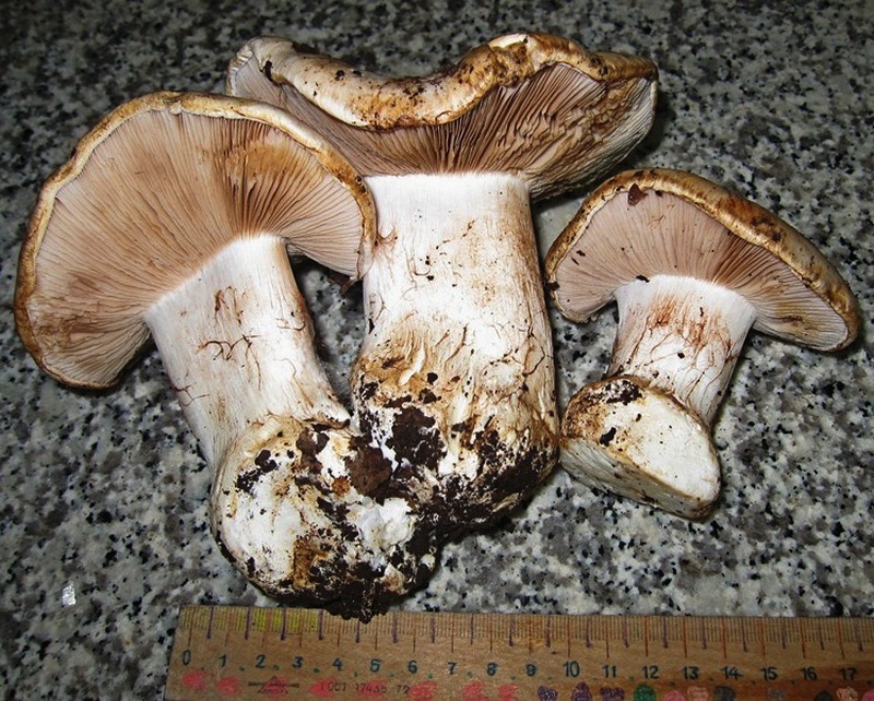 Cortinarius aleuriosmus / caroviolaceus