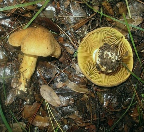 Cortinarius cotoneus