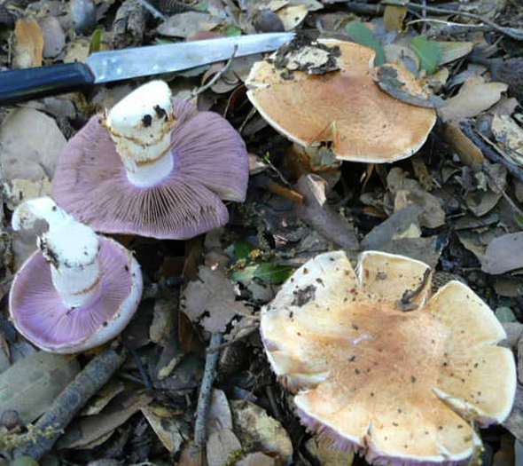 Cortinarius caligatus / crustulinus