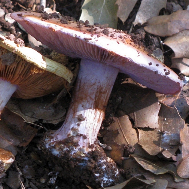 Cortinarius dibaphus
