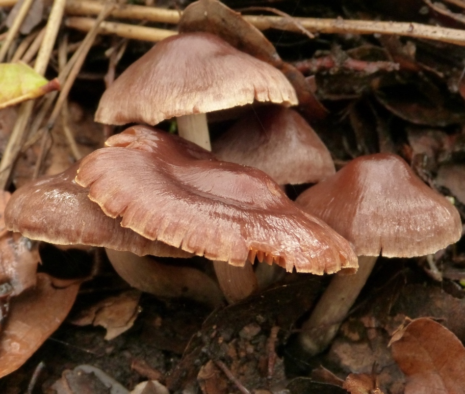 Cortinarius duracinus