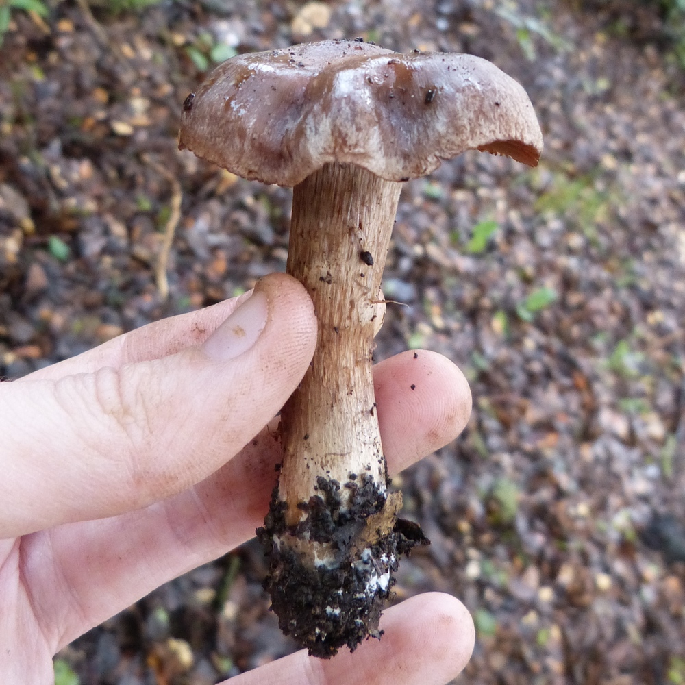 Cortinarius holophaeus