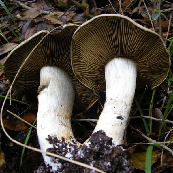Cortinarius infractus