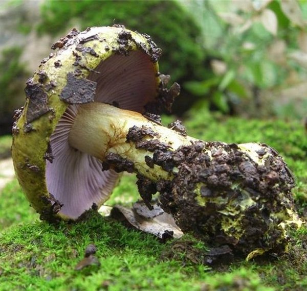 Cortinarius ionochlorus Maire
