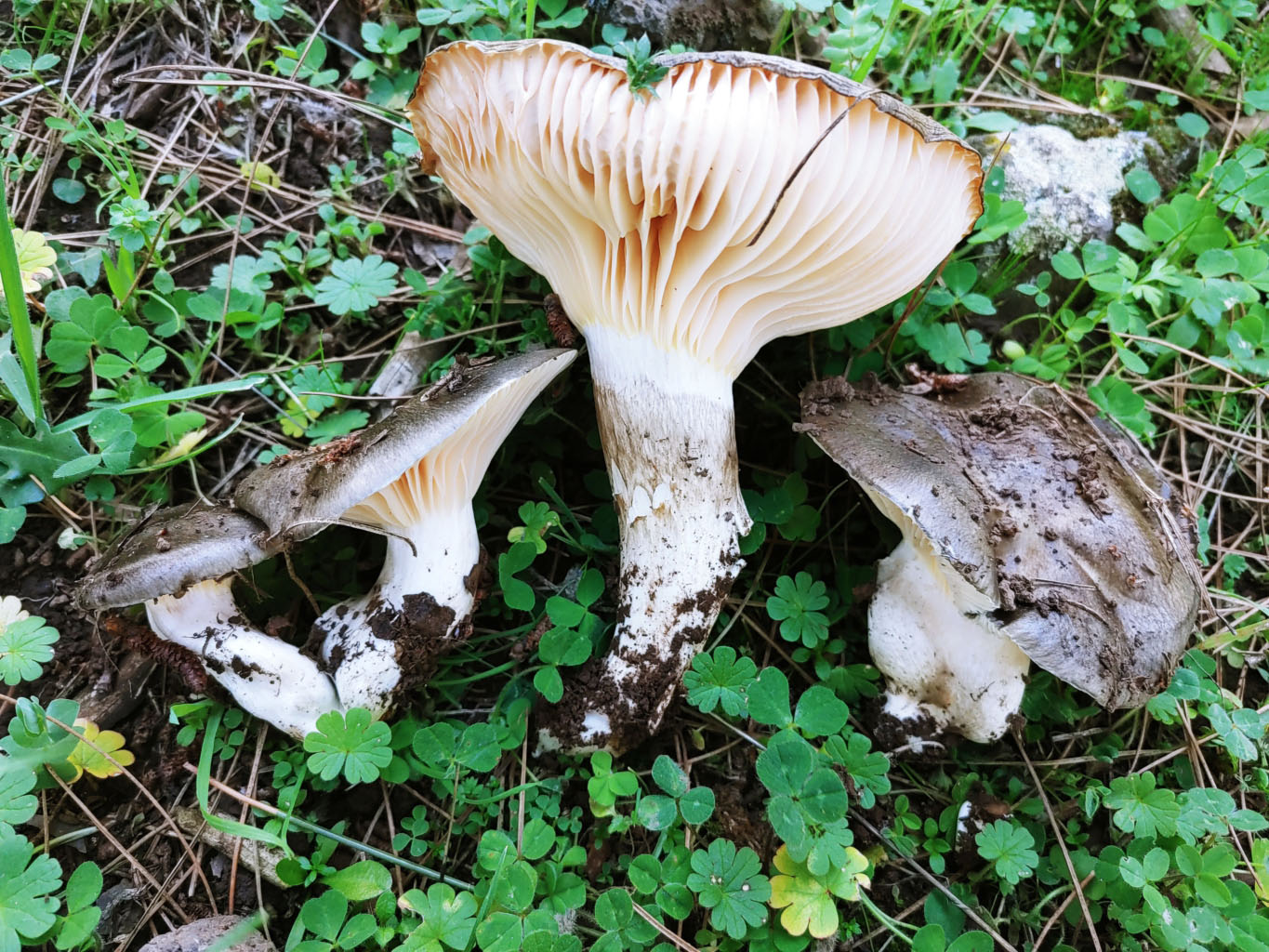 Hygrophorus meridionalis