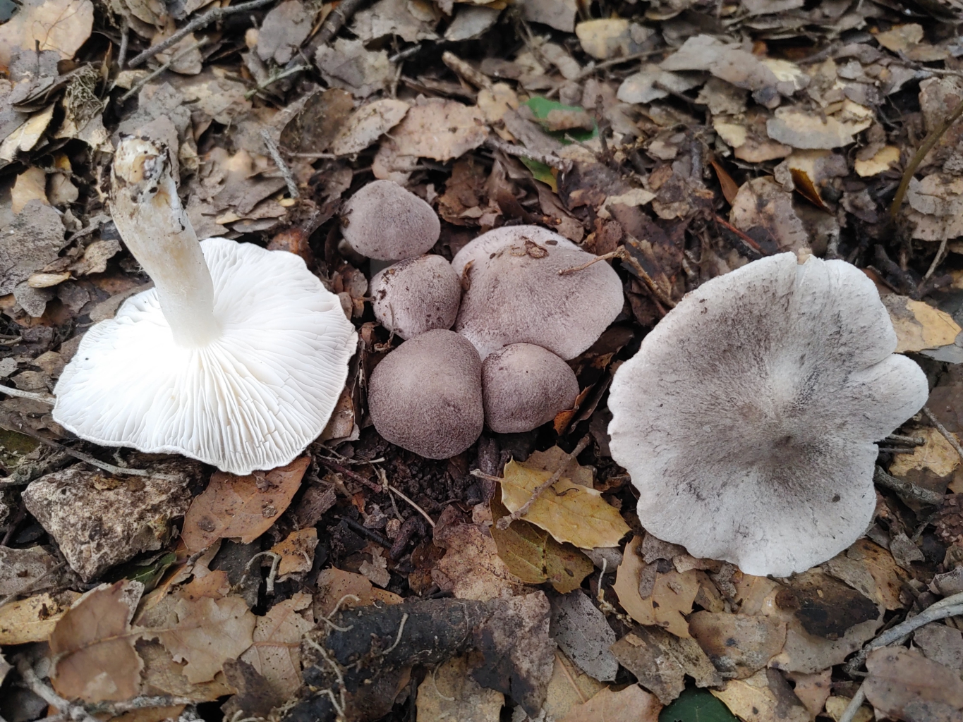 Tricholoma scalpturatum
