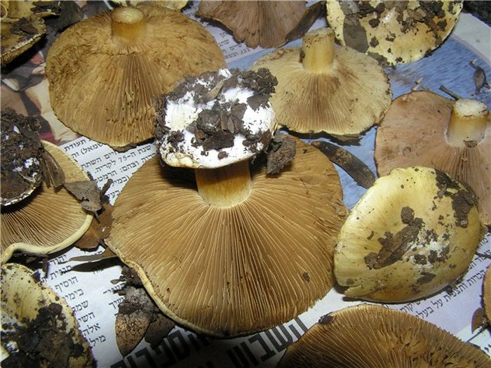 Cortinarius pseudosulphureus / citrinus