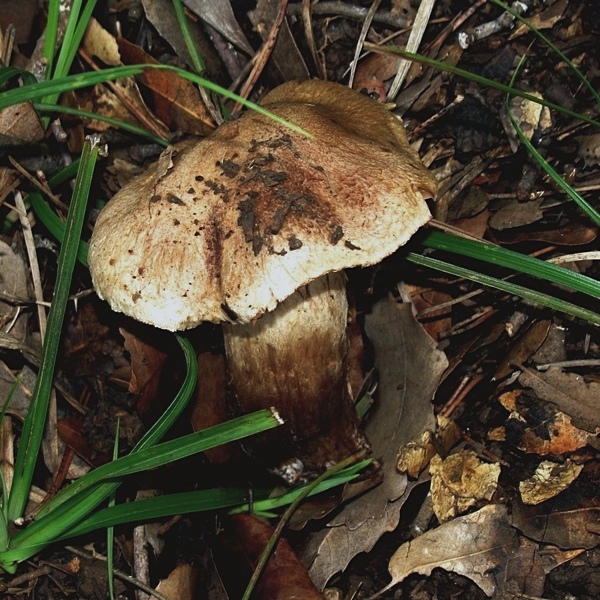 Cortinarius suillus